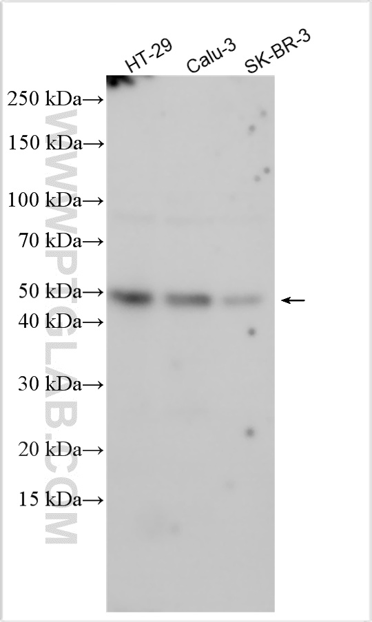 Various lysates were subjected to SDS PAGE followed by western blot with 32975-1-AP (KDF1 antibody) at dilution of 1:2000 incubated at room temperature for 1.5 hours. WB analysis using 32975-1-AP