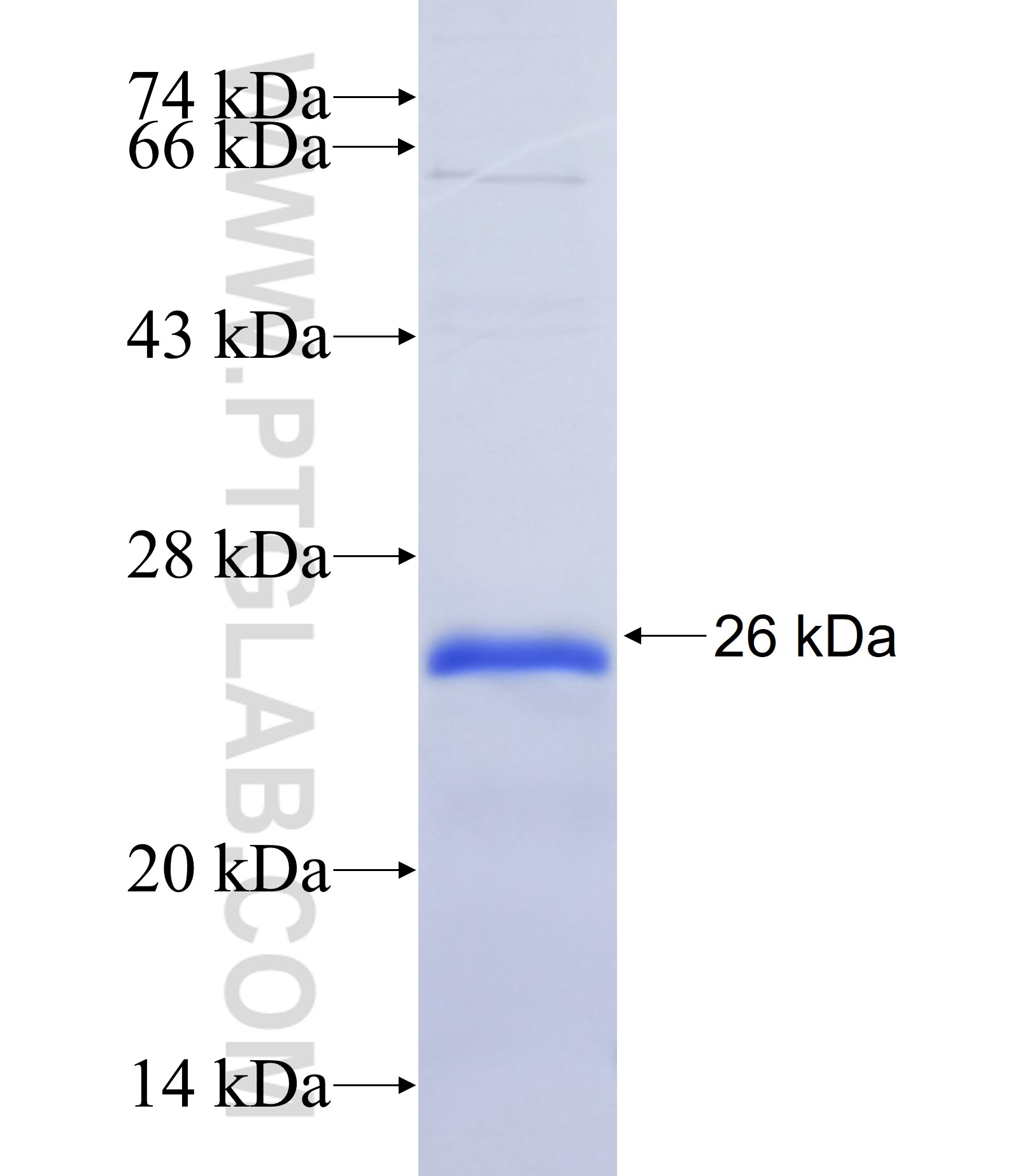 C1orf172 fusion protein Ag37163 SDS-PAGE