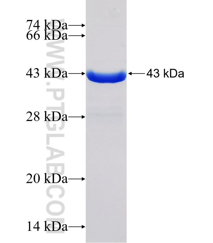 KDM1B fusion protein Ag30660 SDS-PAGE