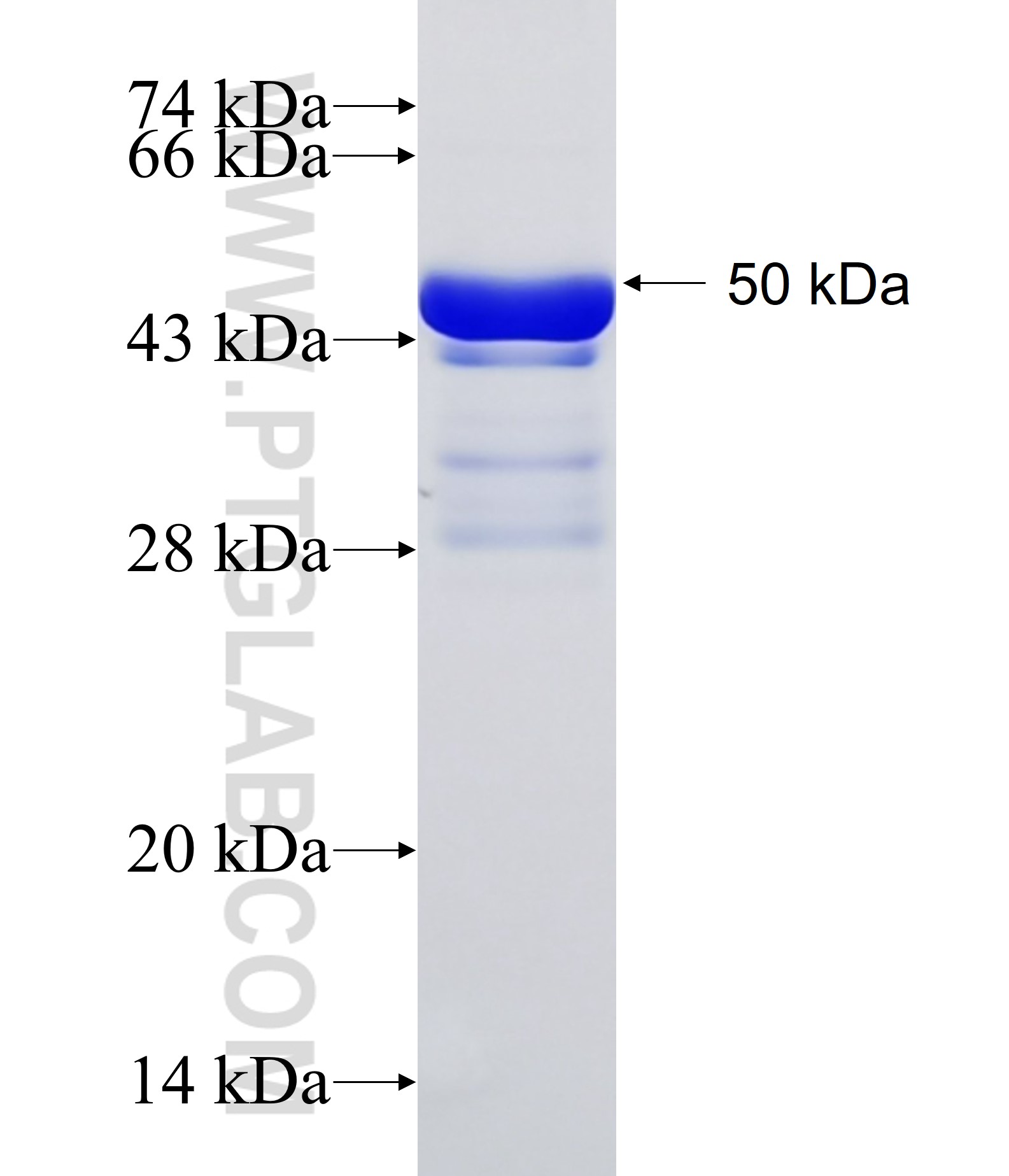 KDM2A fusion protein Ag19448 SDS-PAGE