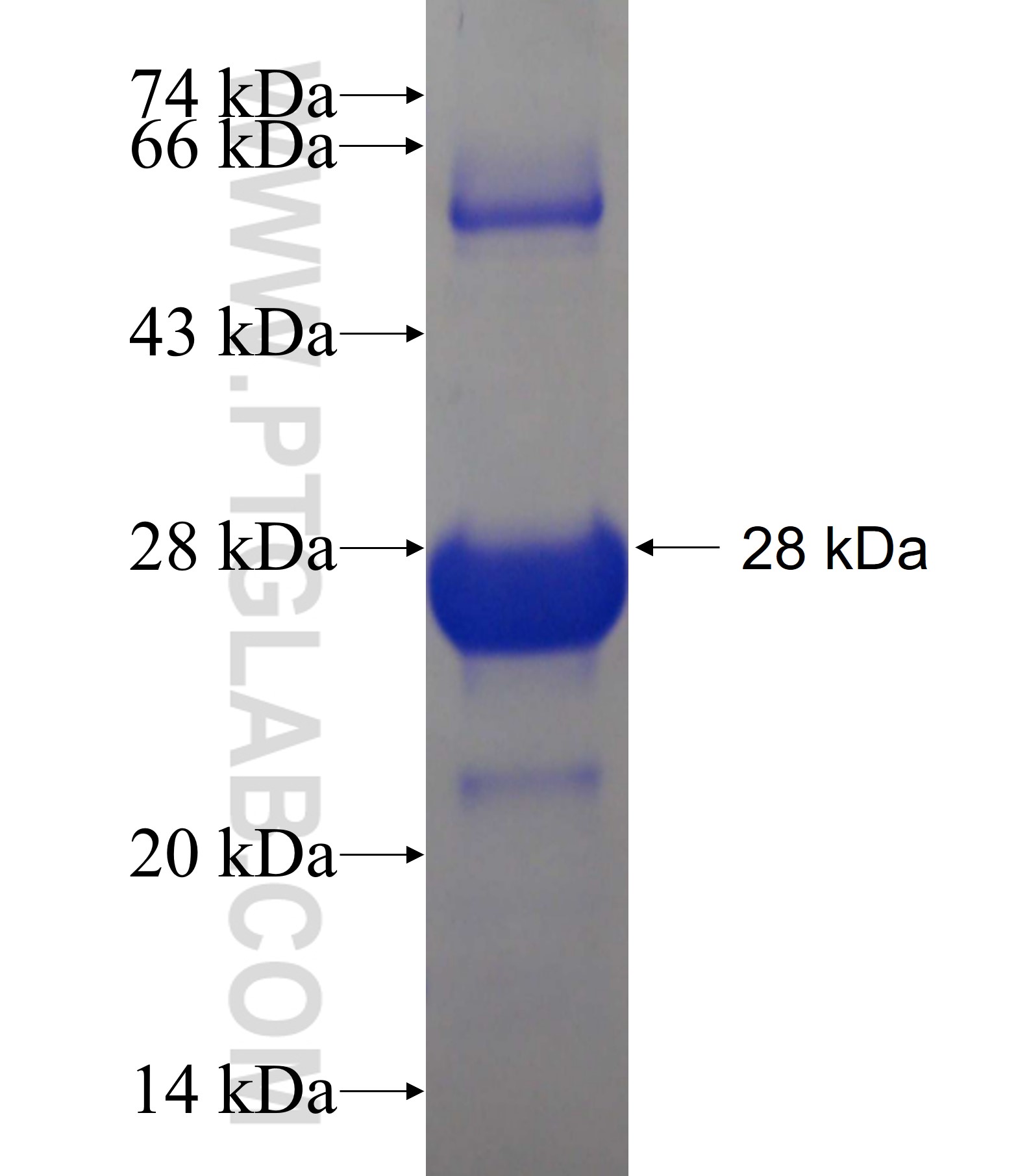 KDM2A fusion protein Ag19467 SDS-PAGE