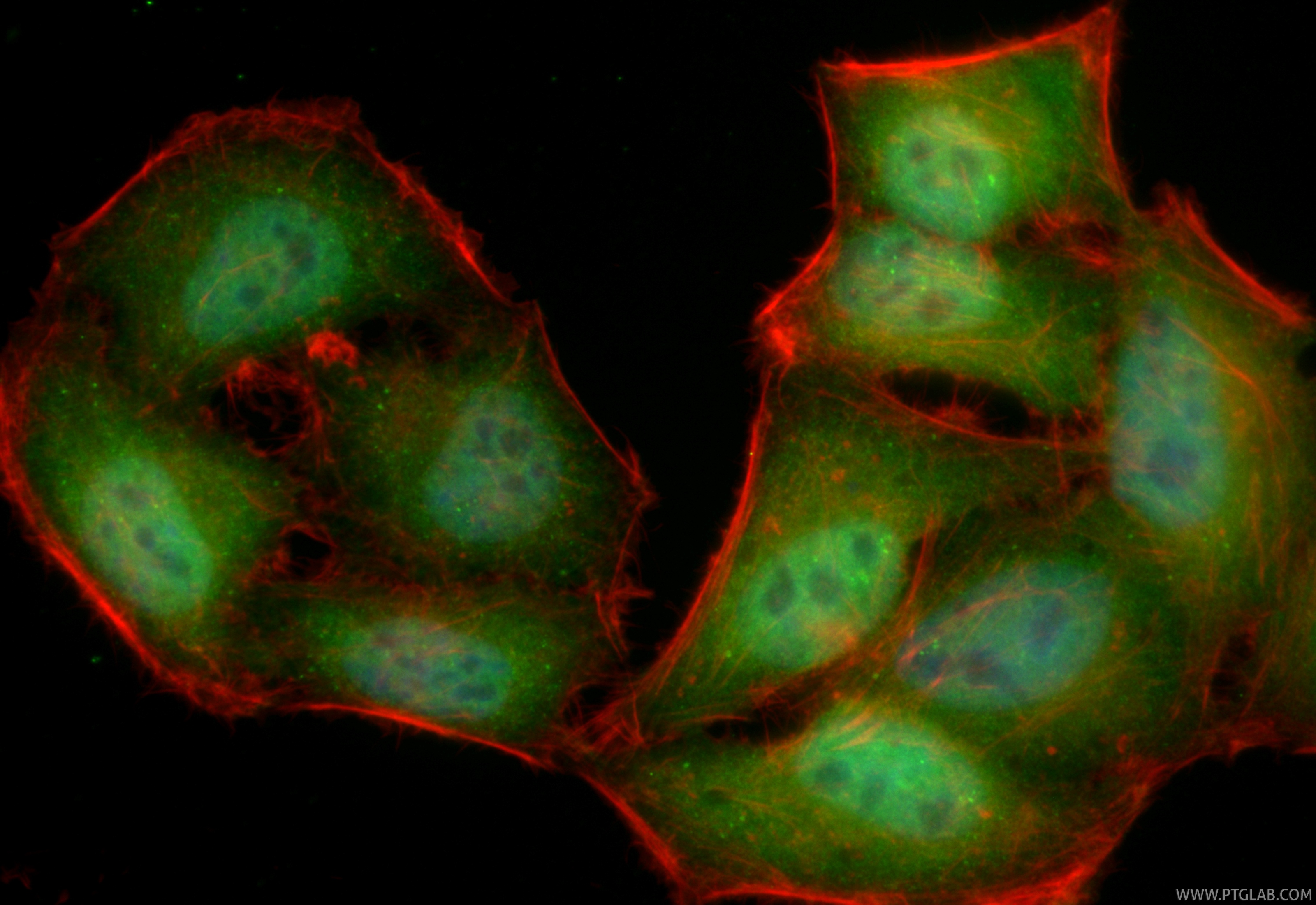 IF Staining of HepG2 using CL488-83571-2