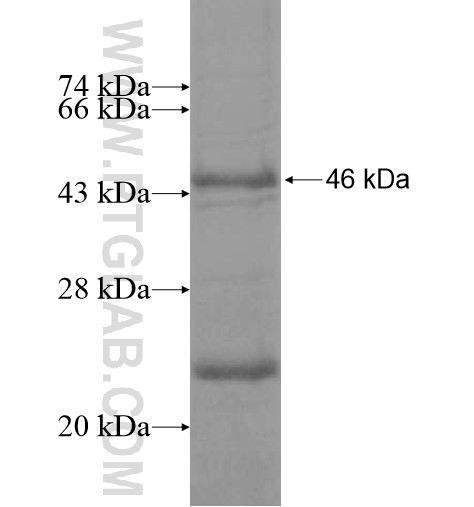 KDM4A fusion protein Ag13780 SDS-PAGE KDM4A fusion protein Ag13780 SDS-PAGE