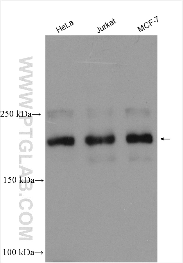 WB analysis using 14426-1-AP