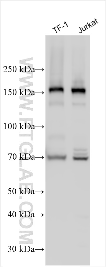 WB analysis using 22739-1-AP