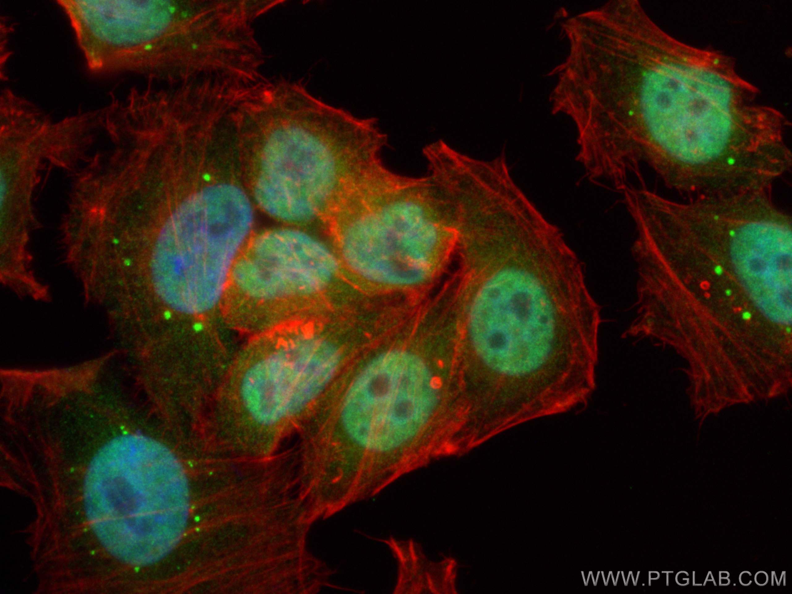 IF Staining of HepG2 using 10503-2-AP