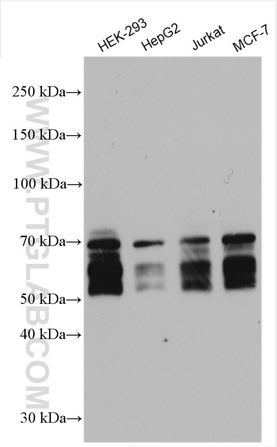 WB analysis using 10503-2-AP