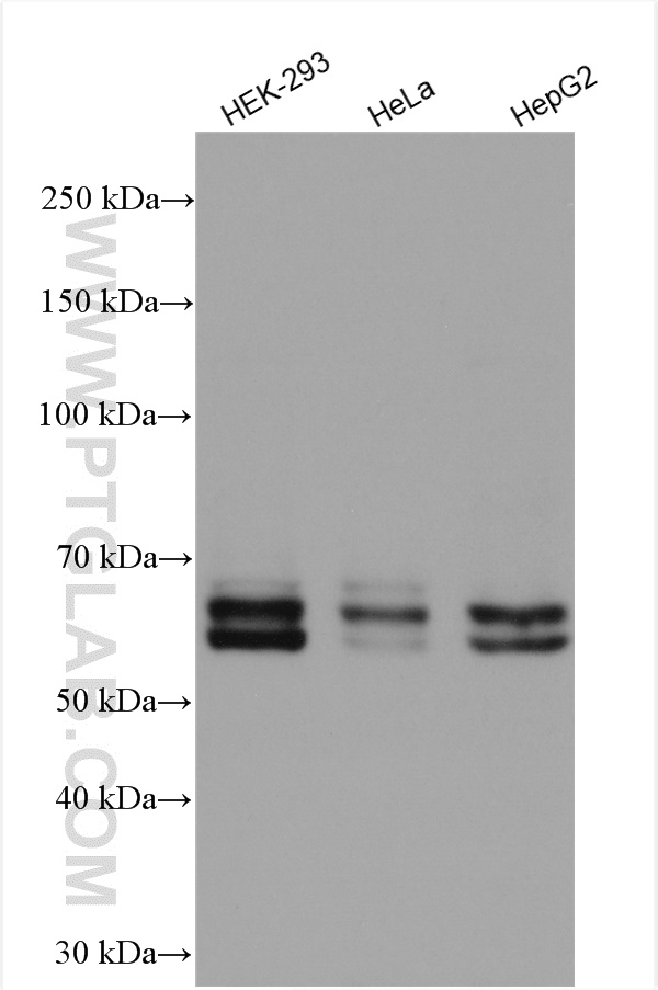 WB analysis using 10503-2-AP