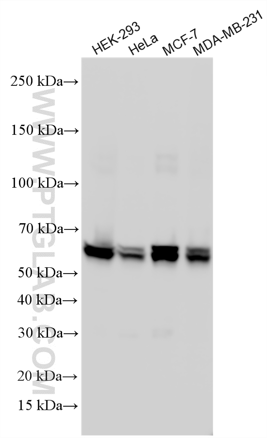 WB analysis using 10503-2-AP