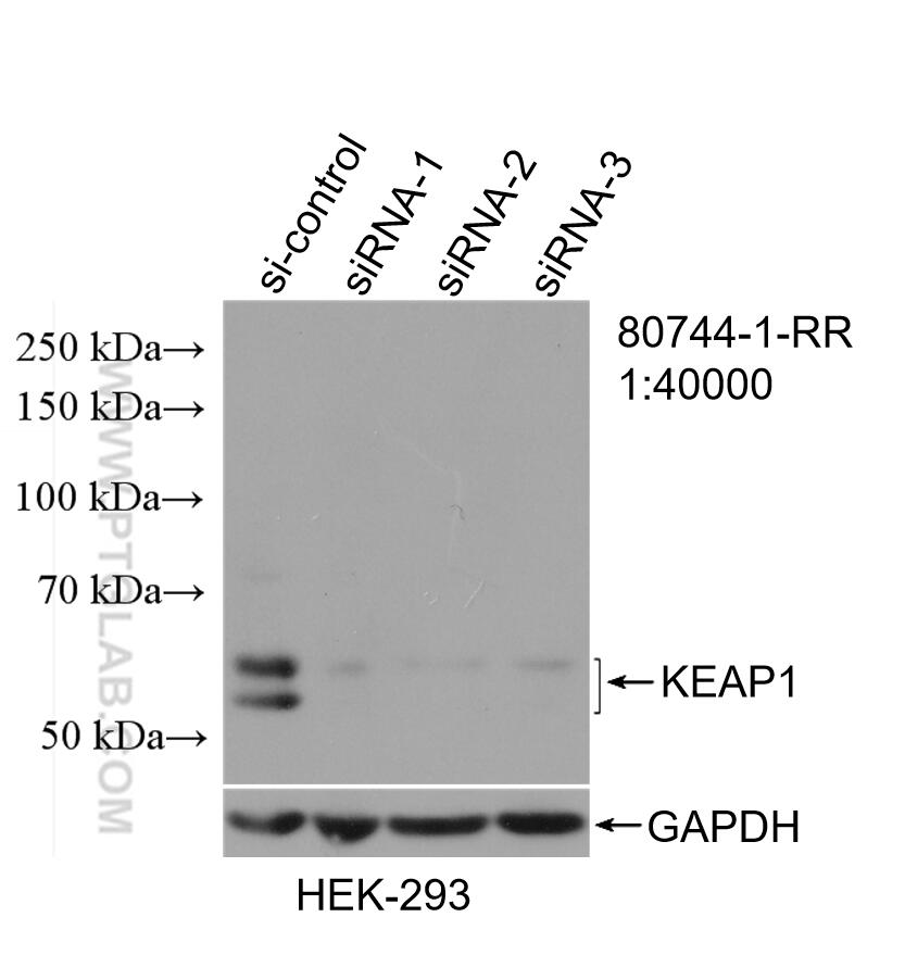 WB analysis of HEK-293 using 80744-1-RR (same clone as 80744-1-PBS)