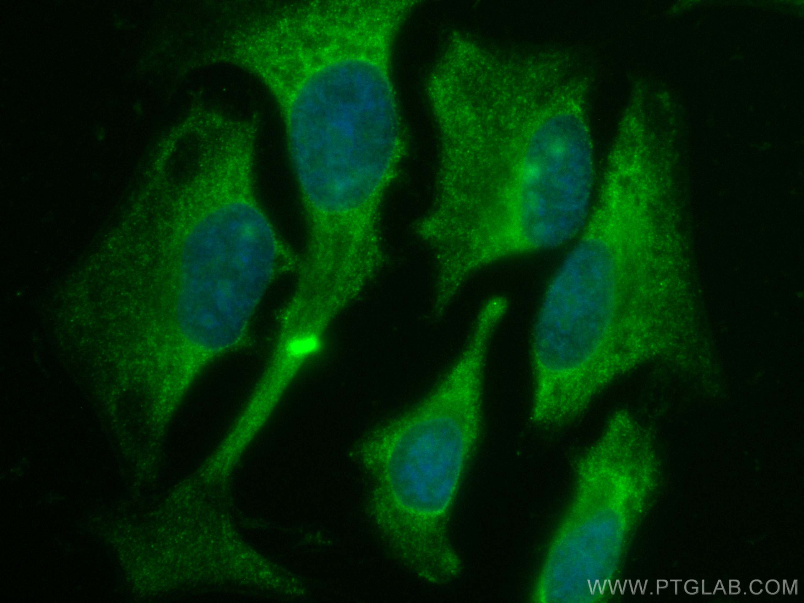 IF Staining of HeLa using CL488-60027