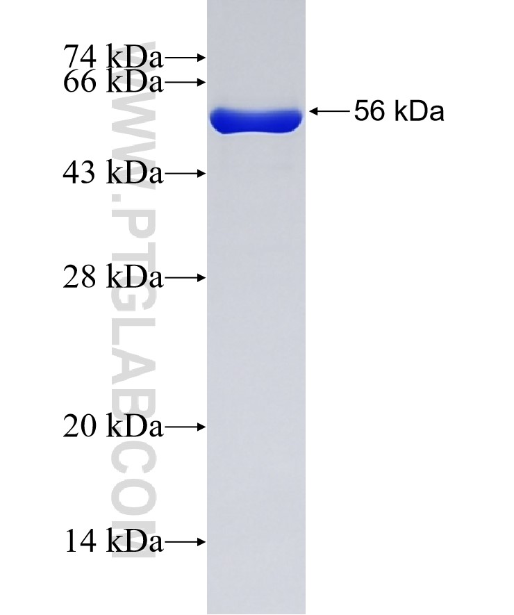KEAP1 fusion protein Ag0779 SDS-PAGE