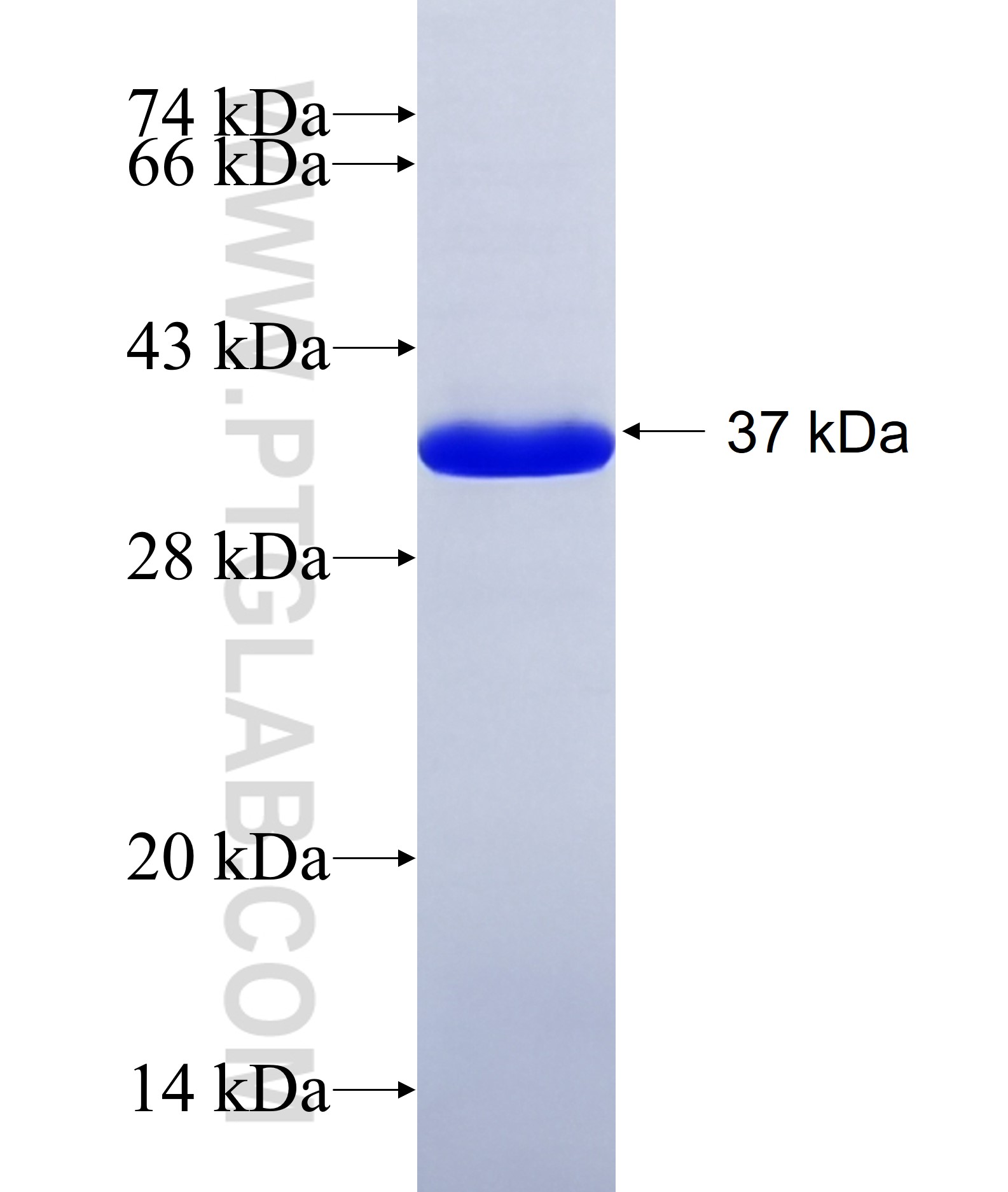 KEAP1 fusion protein Ag16693 SDS-PAGE