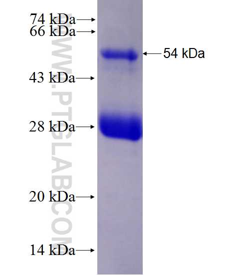 KEL fusion protein Ag28180 SDS-PAGE