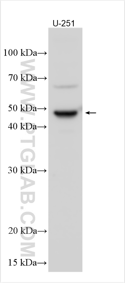 WB analysis using 13728-1-AP