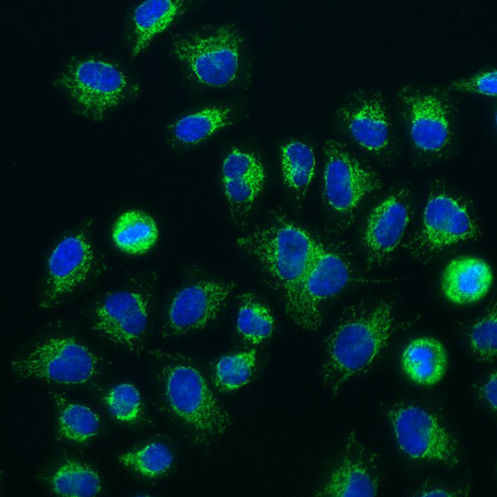 Immunofluorescence of HeLa: PFA-fixed HeLa cells were stained with anti-TOM70 (14528-1-AP) labeled with FlexAble CoraLite® Plus 488 Kit (KFA001, green) and DAPI (blue).​ Epifluorescence images were acquired with a 20x objective and post-processed.