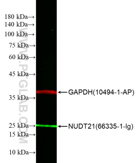 WB of HEK-293 cell lysates: HEK-293 cell lysates were detected with anti-GAPDH (10494-1-AP) labeled with FlexAble CoraLite Plus 750 Kit (KFA004, red) and anti-NUDT21 (66335-1-Ig) labeled with FlexAble CoraLite® 488 Kit (KFA021, green).