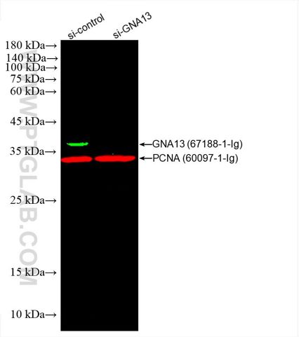 WB of HEK293 cell lysates: siRNA transfected HEK293 cell lysates were detected with anti-GNA13 (67188-1-Ig) labeled with FlexAble CoraLite® Plus 555 Kit (KFA022,green) and anti-PCNA (60097-1-Ig) labeled with FlexAble CoraLite® Plus 647 Kit (KFA023, red).