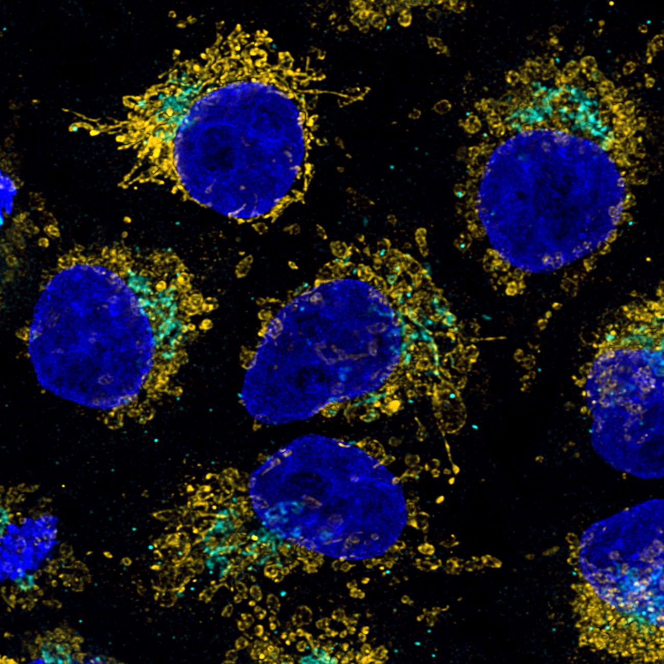 Immunofluorescence of HeLa: PFA-fixed HeLa cells were stained with anti-HSP60 (66041-1-Ig) labeled with FlexAble CoraLite® Plus 555 Kit (KFA022, yellow), anti-GORASP2 (66627-1-Ig) labeled with FlexAble CoraLite® Plus 647 Kit (KFA023, cyan) and DAPI (blue). ​Confocal images were acquired with a 100x oil objective and post-processed. Images were recorded at the Core Facility Bioimaging at the Biomedical Center, LMU Munich.