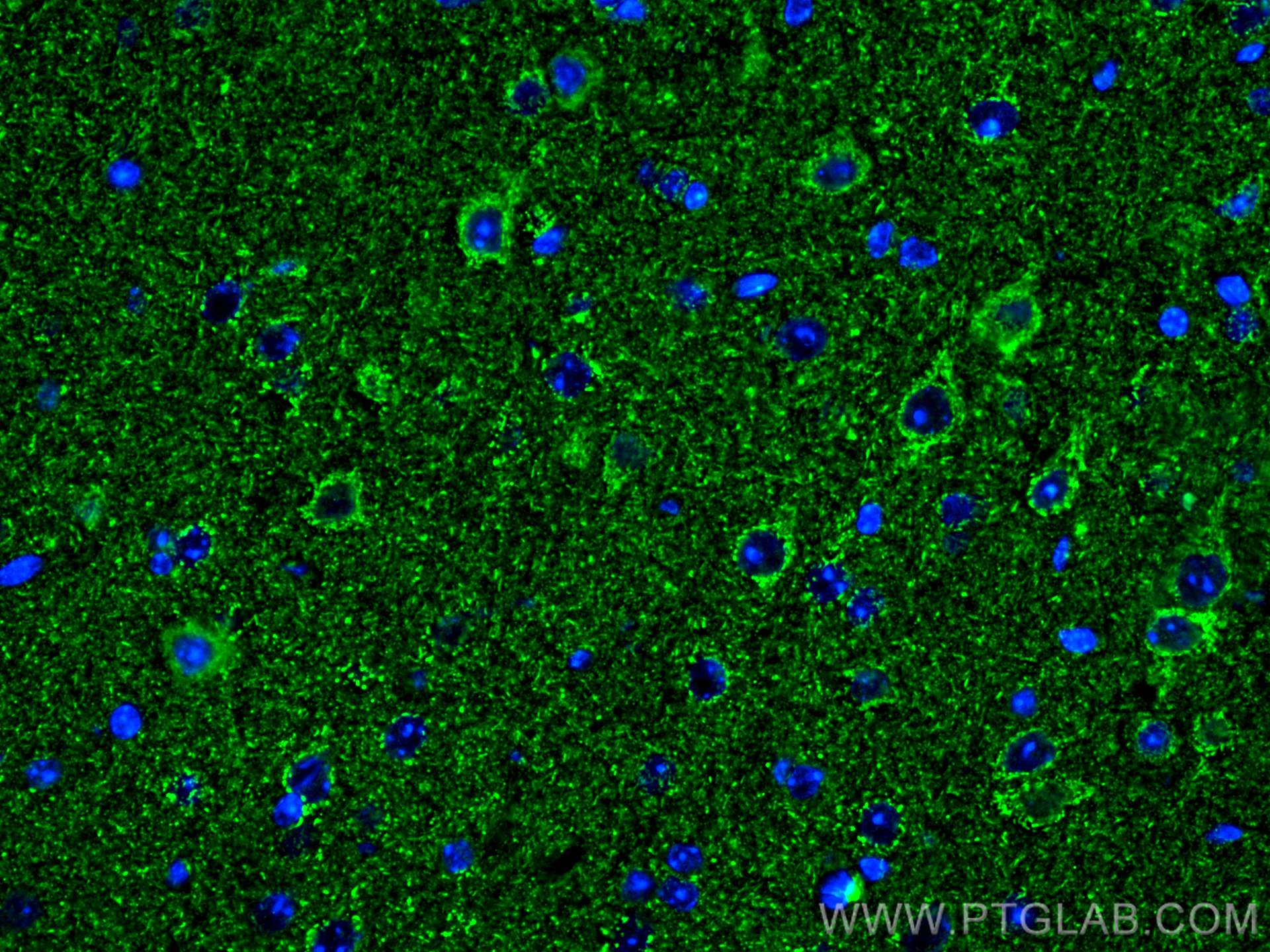 IF Staining of mouse brain using 66265-2-Ig (same clone as 66265-2-PBS)