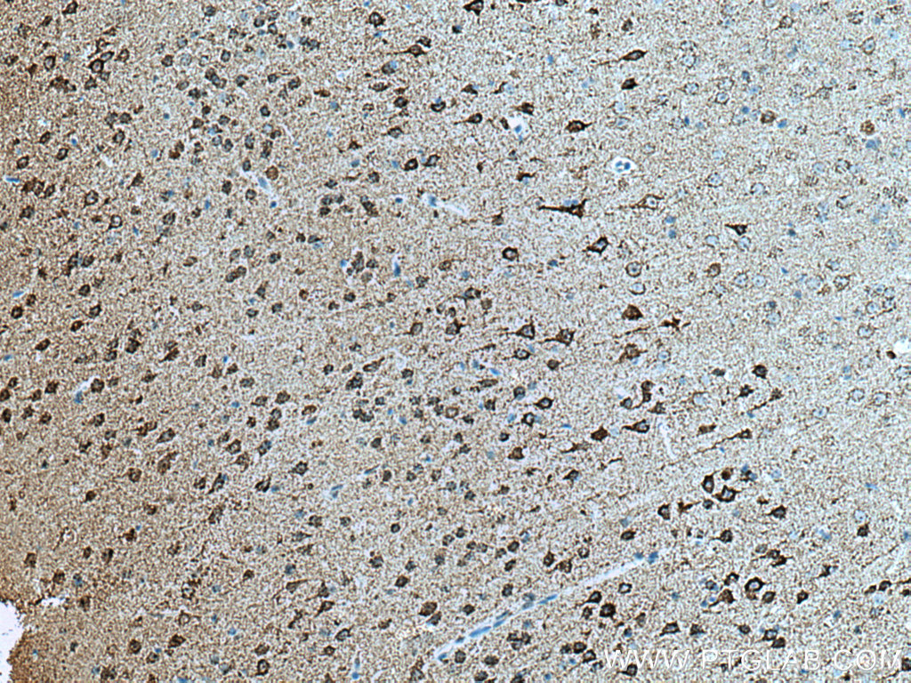 IHC staining of mouse brain using 66265-2-Ig (same clone as 66265-2-PBS)