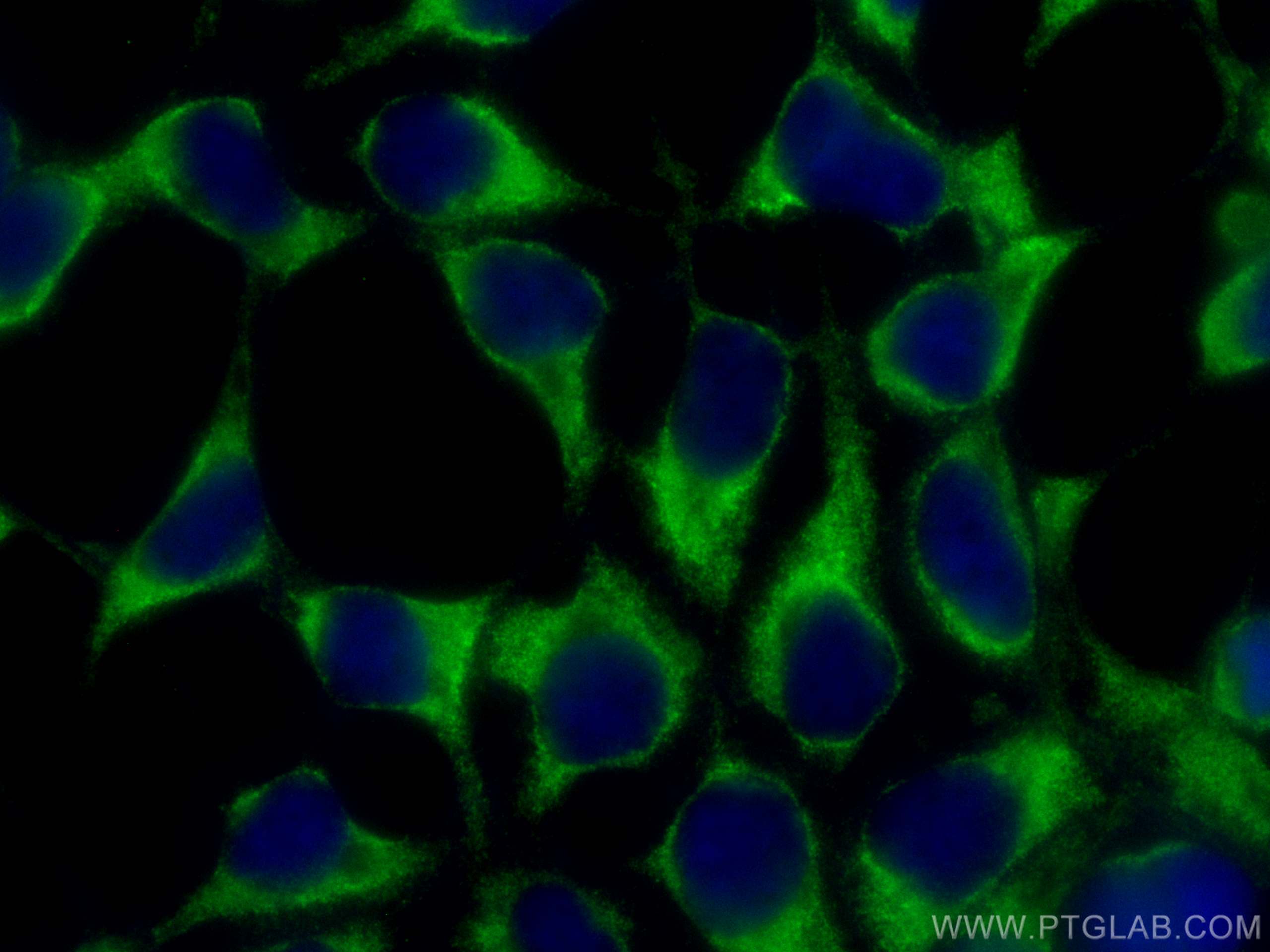 IF Staining of HEK-293 using CL488-20170