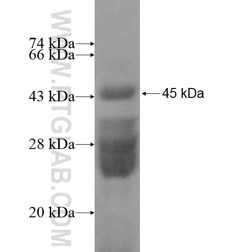 KGFLP1 fusion protein Ag12673 SDS-PAGE
