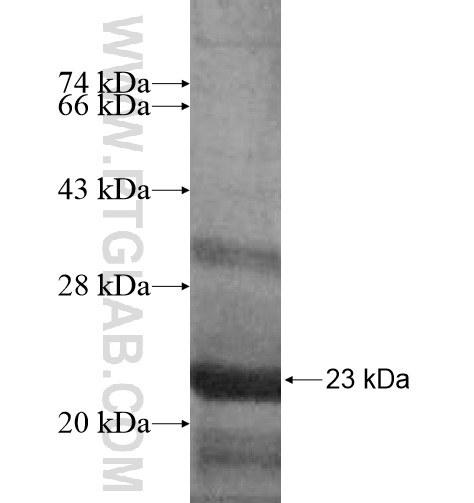 KGFLP1 fusion protein Ag12831 SDS-PAGE KGFLP1 fusion protein Ag12831 SDS-PAGE