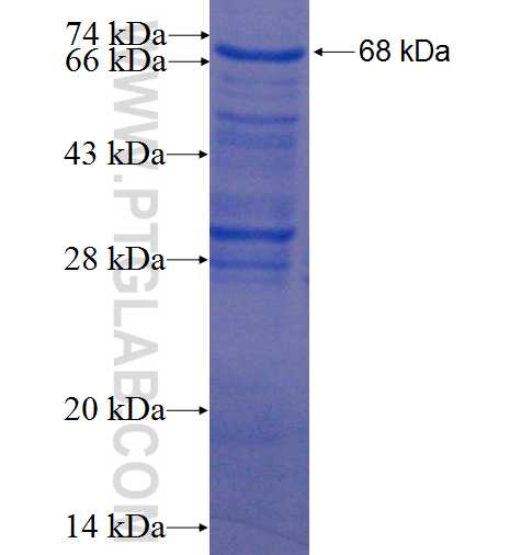 Sam68 fusion protein Ag0235 SDS-PAGE