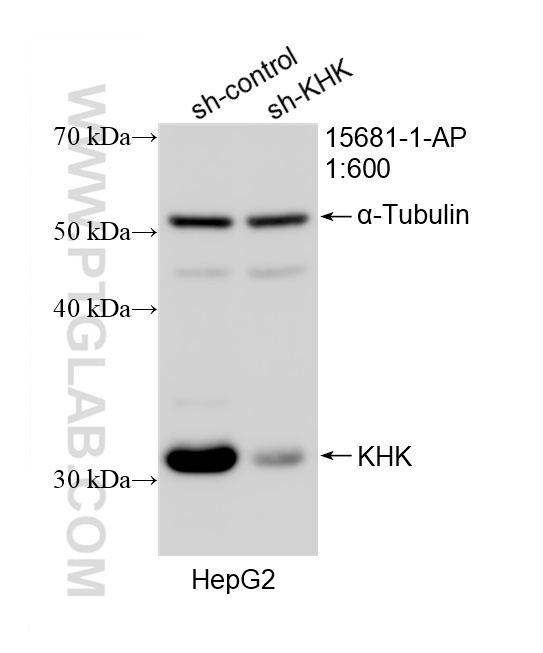 WB analysis of HepG2 using 15681-1-AP WB analysis of HepG2 using 15681-1-AP