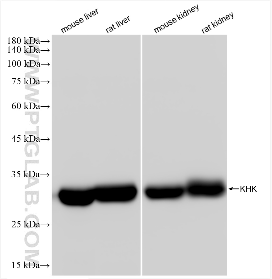 WB analysis using 85386-1-RR (same clone as 85386-1-PBS)