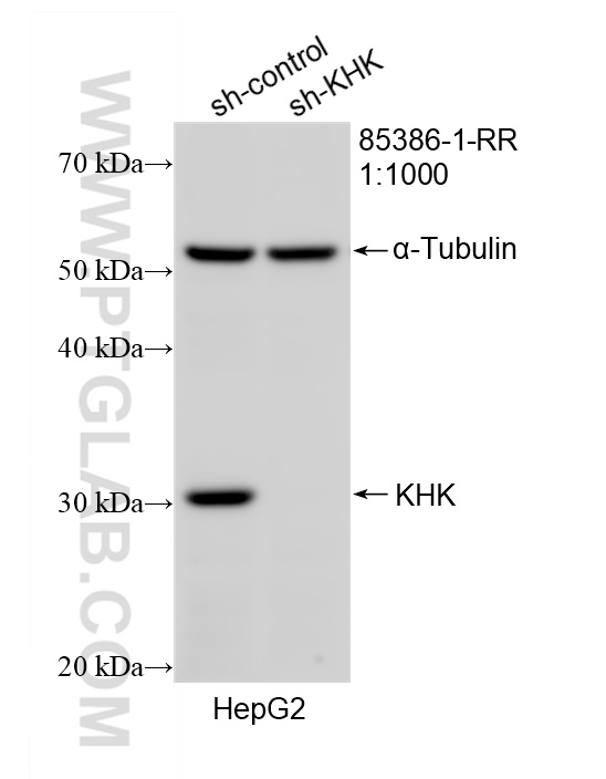 WB analysis of HepG2 using 85386-1-RR WB analysis of HepG2 using 85386-1-RR