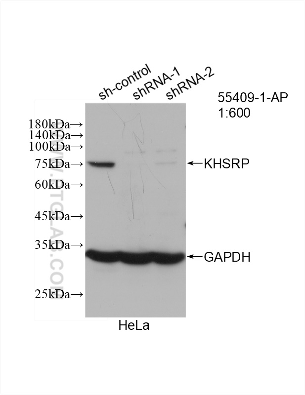 WB analysis of HeLa using 55409-1-AP