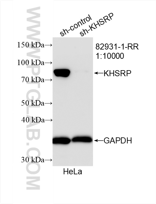 WB analysis of HeLa using 82931-1-RR