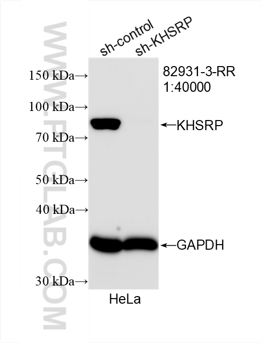 WB analysis of HeLa using 82931-3-RR