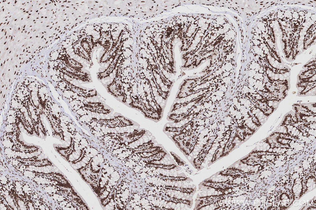 IHC staining of rat colon using 82931-5-RR IHC staining of rat colon using 82931-5-RR