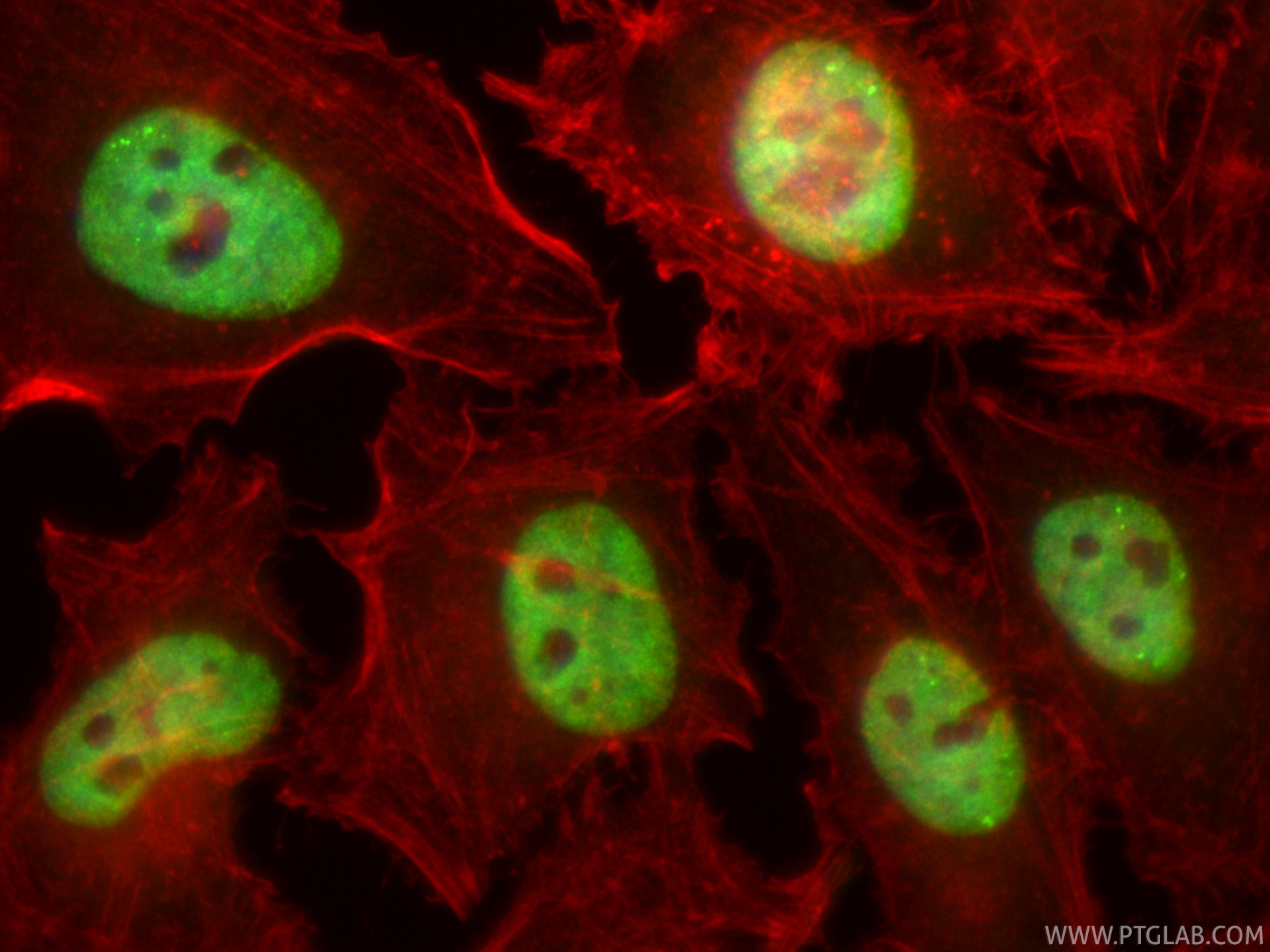 Immunofluorescent analysis of (4% PFA) fixed HeLa cells using CoraLite® Plus 488 KHSRP antibody (CL488-82931, Clone: 230189G1 ) at dilution of 1:200, CL594-phalloidin (red). IF Staining of HeLa using CL488-82931