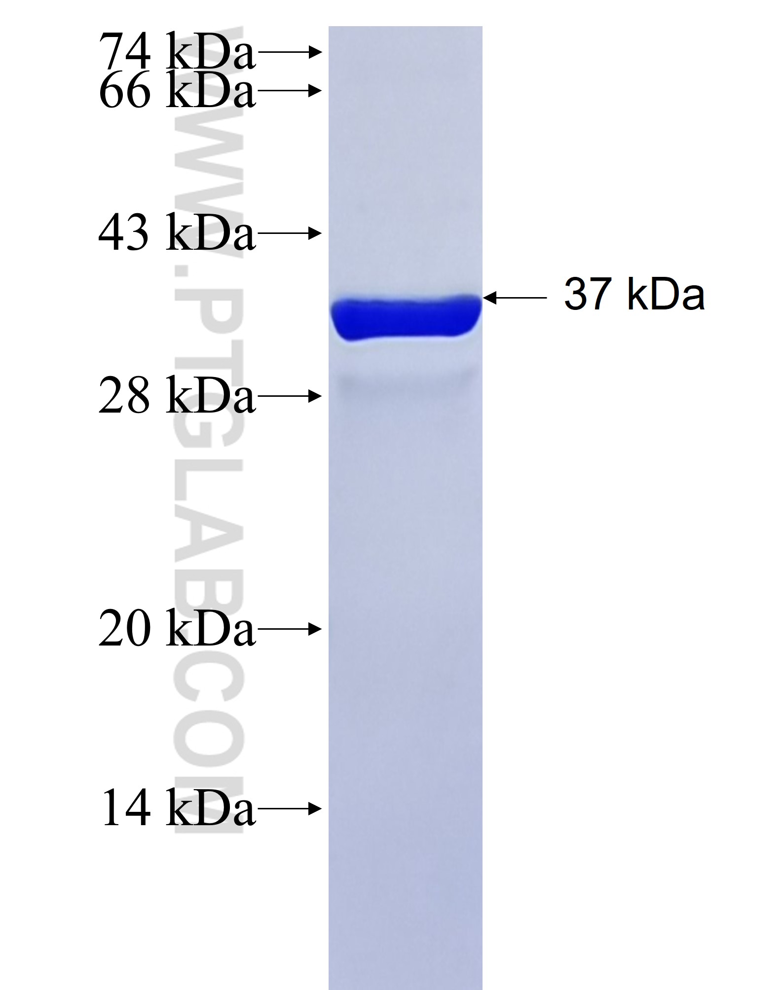 KI67 fusion protein Ag26266 SDS-PAGE