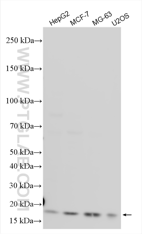WB analysis using 20537-1-AP WB analysis using 20537-1-AP