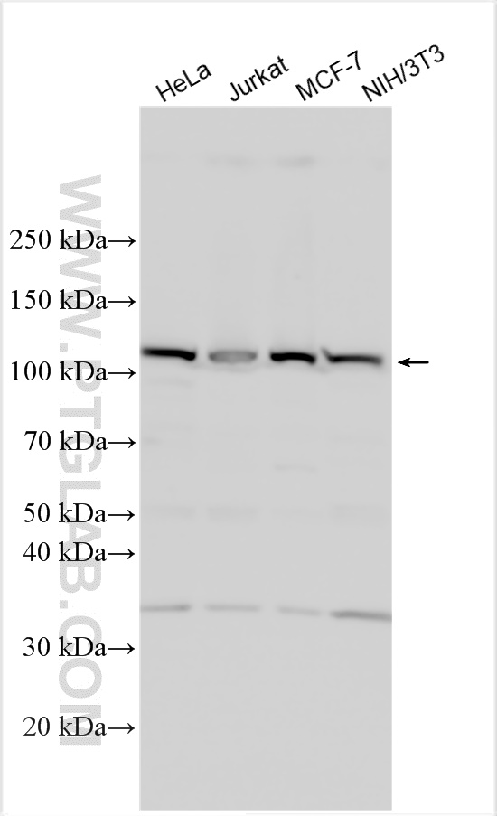 WB analysis using 32028-1-AP