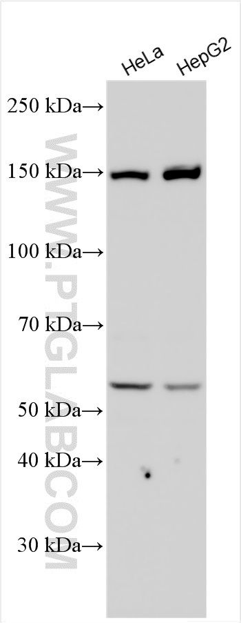 WB analysis using 21444-1-AP