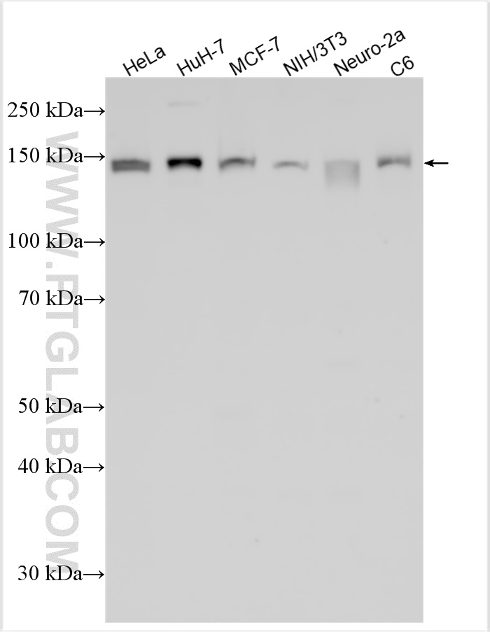 WB analysis using 21016-1-AP