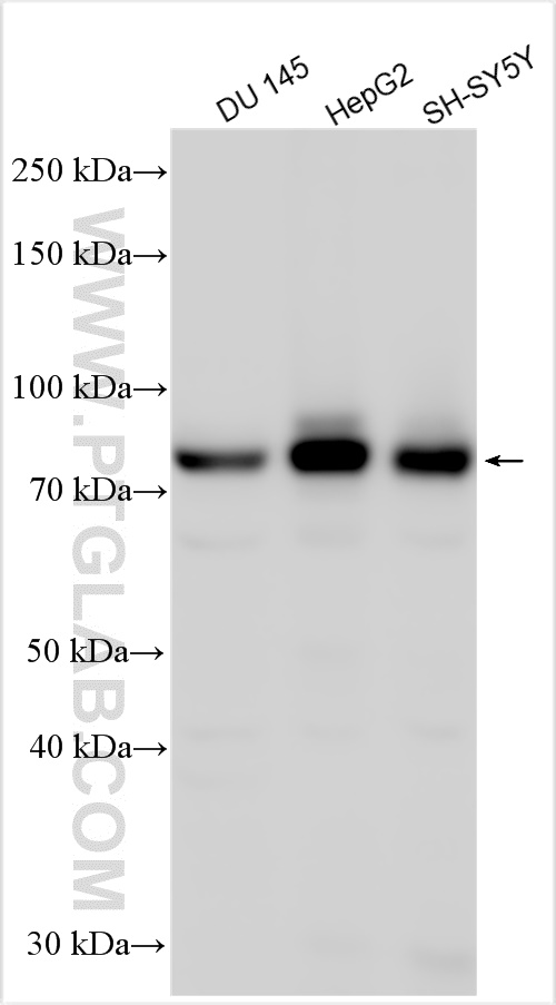 WB analysis using 31461-1-AP