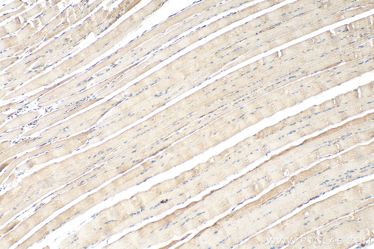 Immunohistochemical analysis of paraffin-embedded rat skeletal muscle tissue slide using 21478-1-AP (<a class='green' href='/productredirect?CatalogNo=KIAA0513' target='_blank'>KIAA0513</a> antibody) at dilution of 1:200 (under 10x lens). Heat mediated antigen retrieval with Tris-EDTA buffer (pH 9.0). IHC staining of rat skeletal muscle using 21478-1-AP