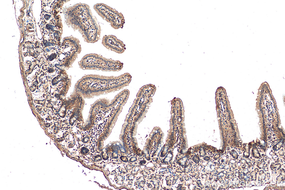 IHC staining of mouse small intestine using 21138-1-AP