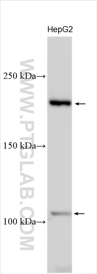 WB analysis using 31348-1-AP