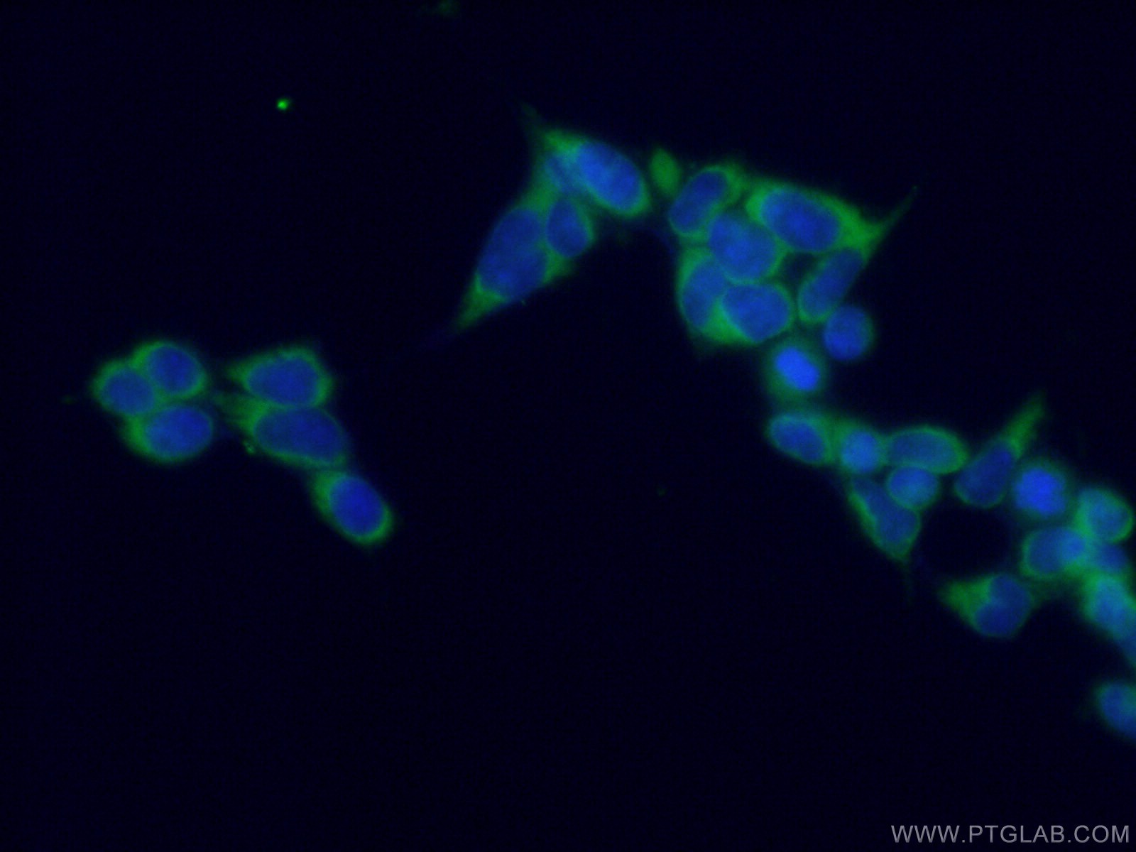 IF Staining of HEK-293 using 66708-1-Ig