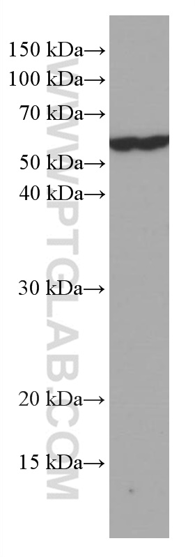 WB analysis of NIH/3T3 using 66708-1-Ig (same clone as 66708-1-PBS)