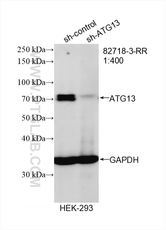 WB analysis of HEK-293 using 82718-3-RR (same clone as 82718-3-PBS)