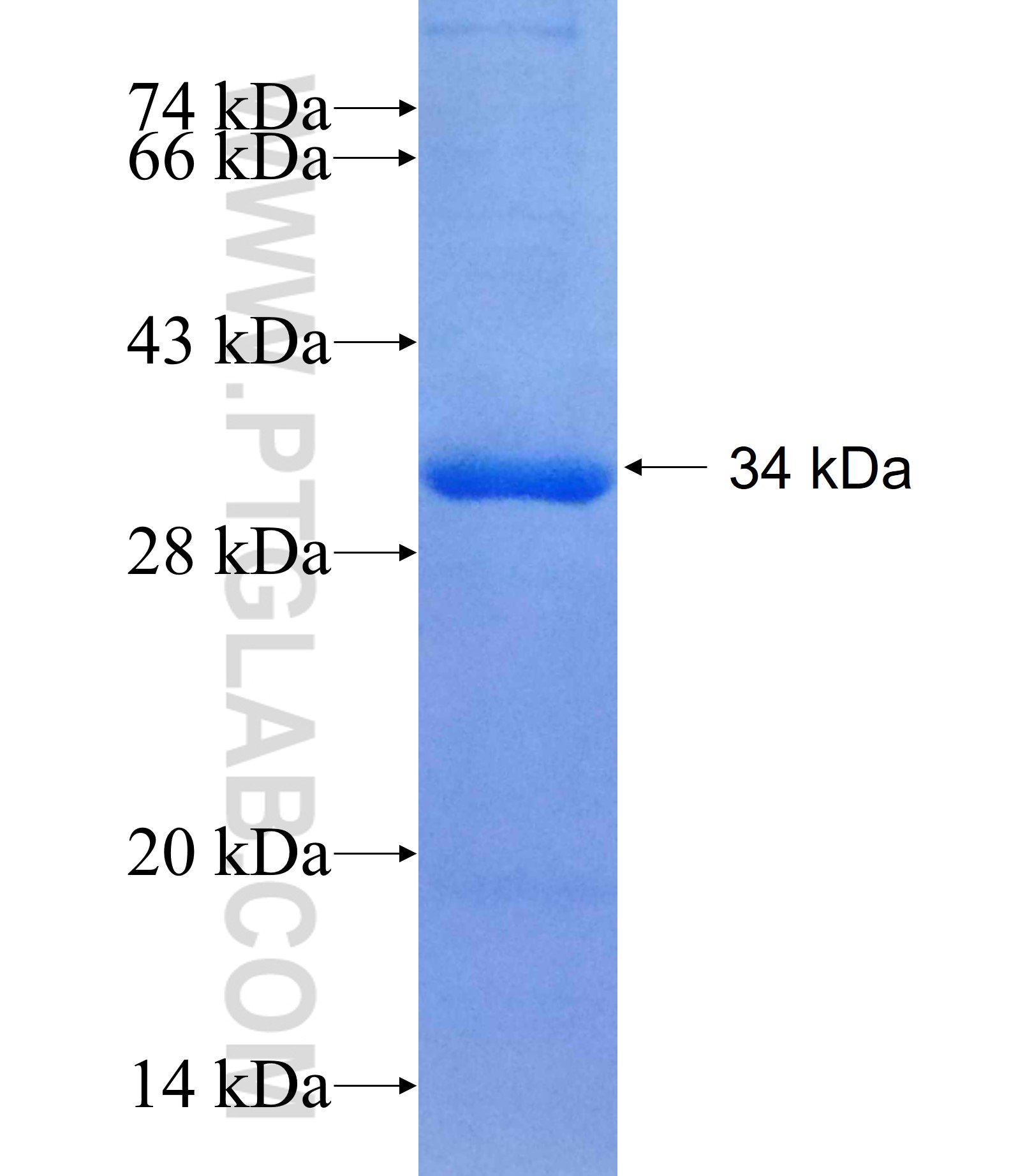 Barkor fusion protein Ag19707 SDS-PAGE